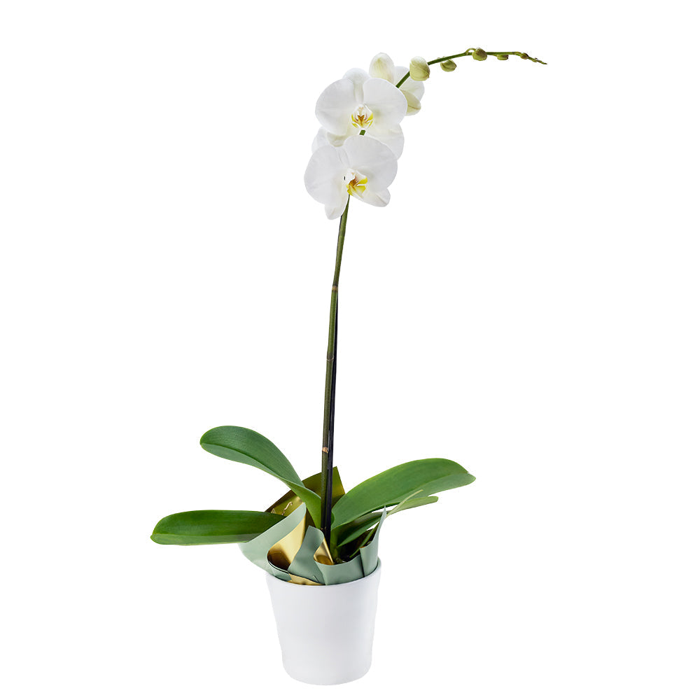 Plante d'orchidée exotique pure et simple