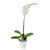 Pure & Simple Exotic Orchid Plant