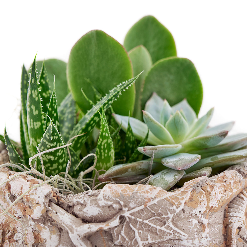 Vancouver Same Day Flower Delivery - Vancouver Flower Gifts - Plant Gifts - Cactus