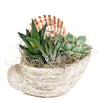 Shell Succulent Arrangement – Succulent Gifts – Same Day Vancouver delivery