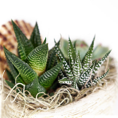 Shell Succulent Arrangement – Succulent Gifts – Same Day Vancouver delivery