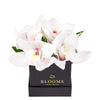Simple Orchid Gift Box– Orchid Gifts– Vancouver delivery