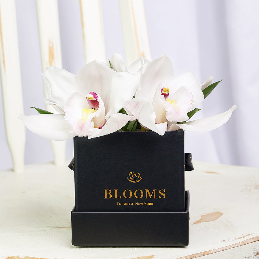 Simple Orchid Gift Box– Orchid Gifts– Vancouver delivery