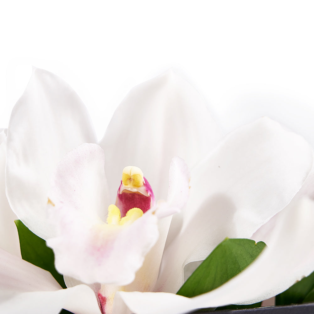 Simple Orchid Gift Box– Orchid Gifts– Vancouver delivery