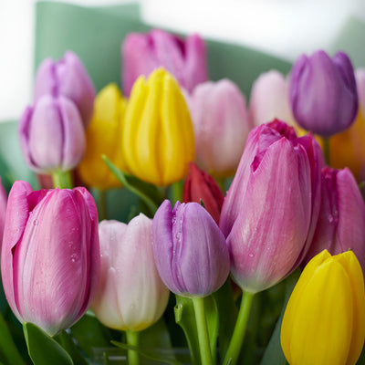 Spring Radiance Tulip Bouquet, Flower Gifts from Vancouver Blooms - Same Day Vancouver Delivery.