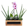 Succulent & Orchid Gift Arrangement, Plant Gifts, Graduation gifts from Vancouver Blooms - Same Day Vancouver Delivery.