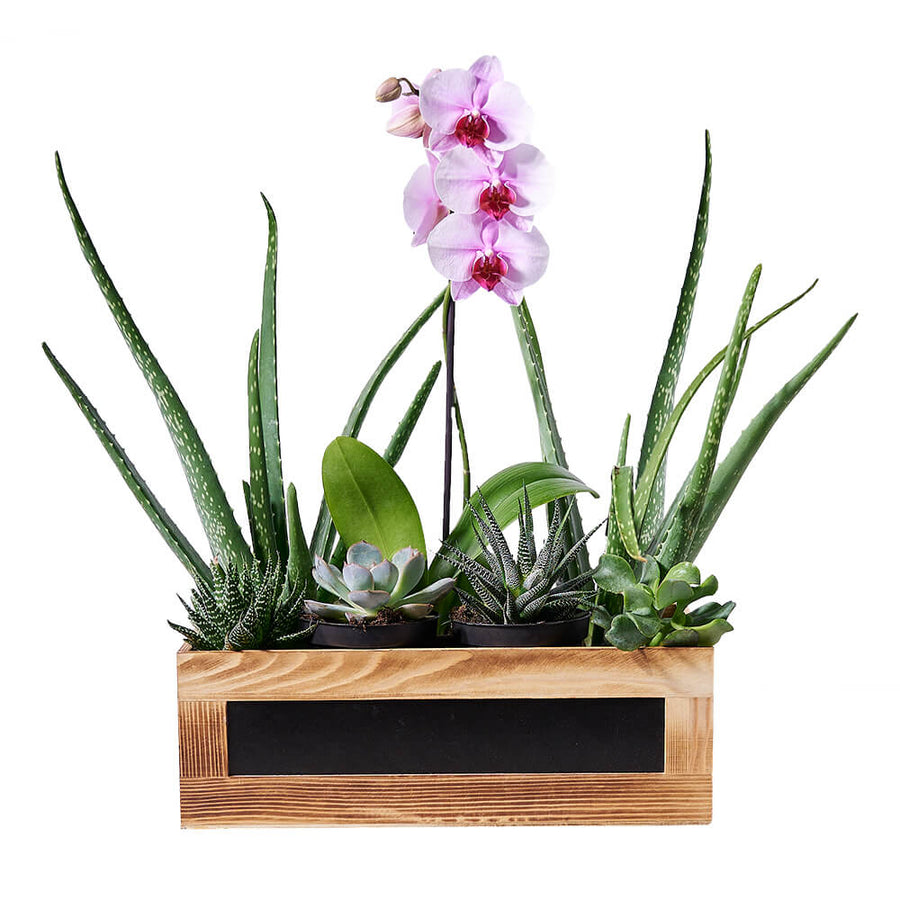 Arrangement cadeau succulent et orchidée