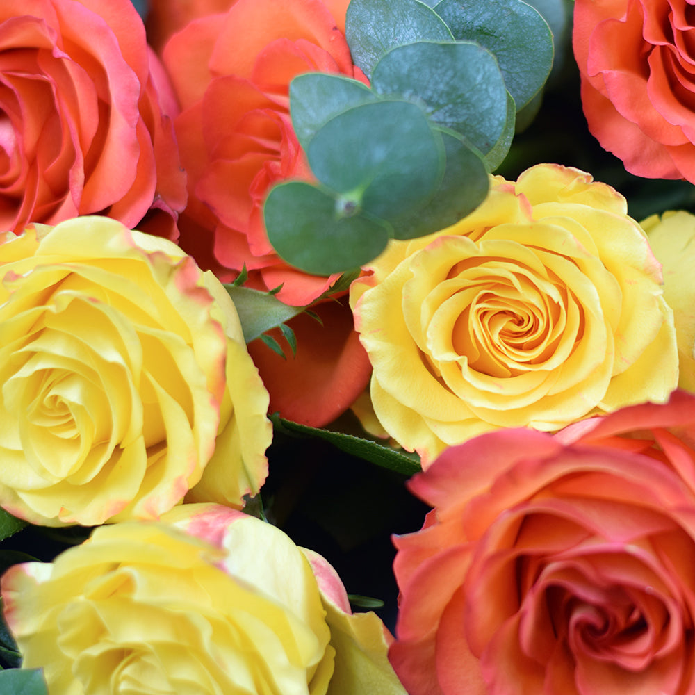 Sunset rose bouquet in red, yellow, and orange. Same Day Toronto Delivery
