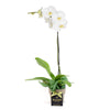 Pearl Essence Exotic Orchid Plant, Potted Plant Gift from Vancouver Blooms - Same Day Vancouver Delivery.