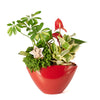 holiday,  Potted Flower,  christmas,  Flower Arrangement,  Floral Arrangement,  Set 23989-2021, floral arrangement delivery, delivery floral arrangement, christmas flowers canada, canada christmas flowers, vancouver