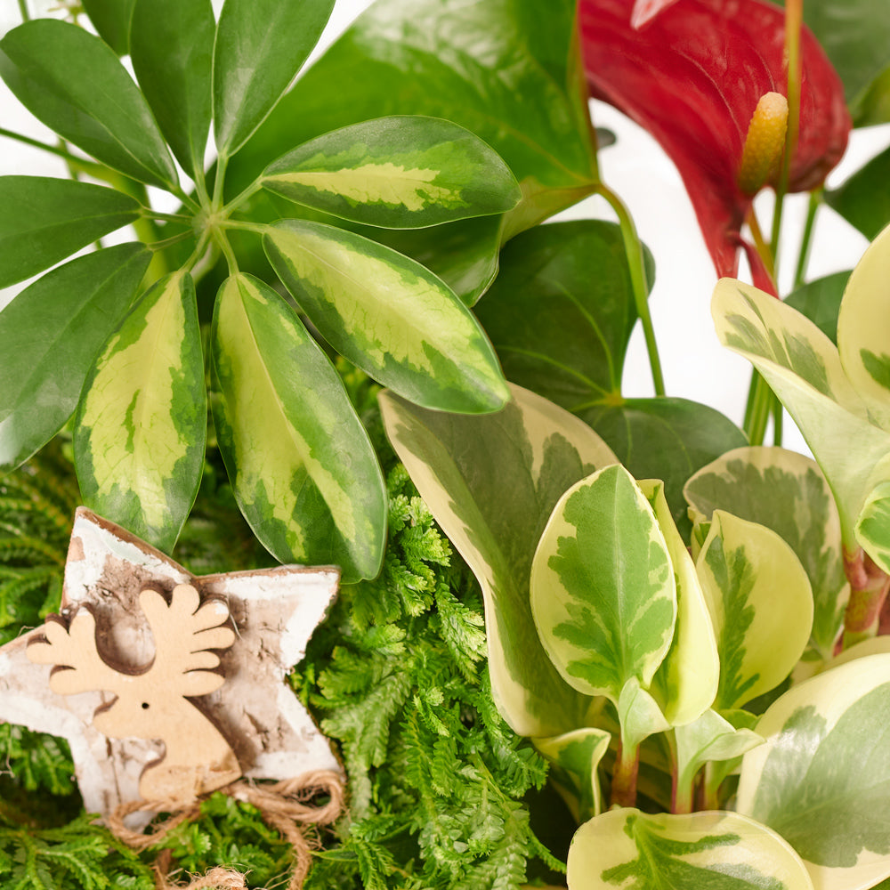 holiday, Potted Flower, christmas, Flower Arrangement, Floral Arrangement, Set 23989-2021, floral arrangement delivery, delivery floral arrangement, christmas flowers canada, canada christmas flowers, vancouver