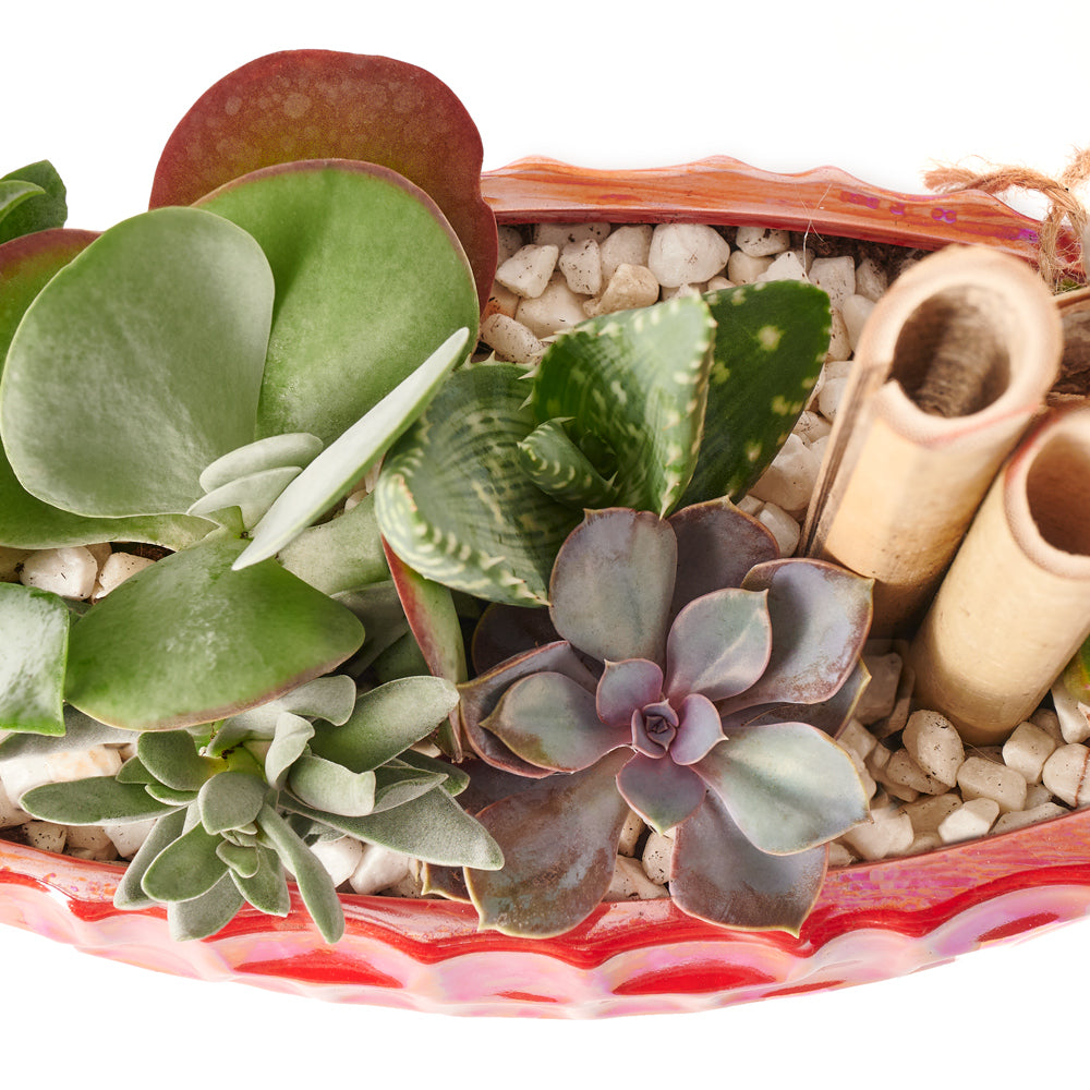 Potted Christmas Plant Arrangement from Vancouver Blooms is a beautiful plant arrangement that will delight your recipient.