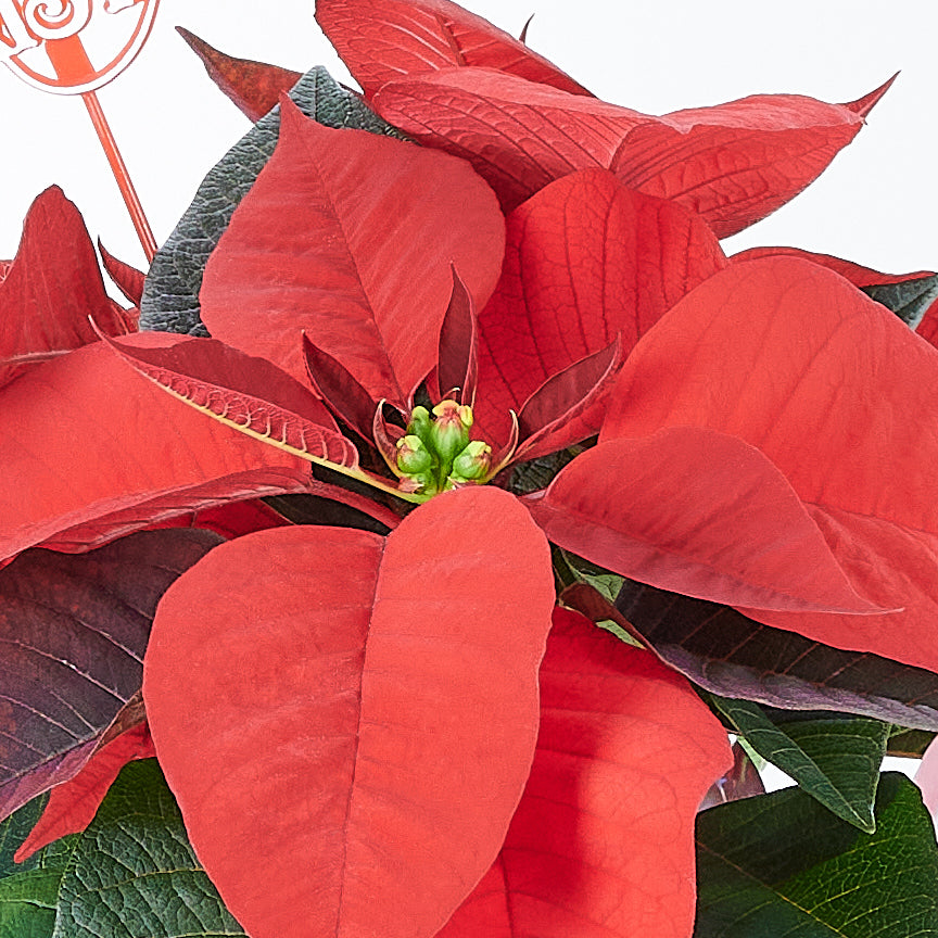 Classic Poinsettia Gift, Holiday Flower Gifts from Vancouver Blooms - Same Day Vancouver Delivery.