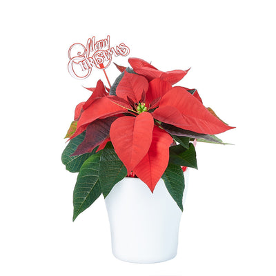 Classic Poinsettia Gift, Holiday Flower Gifts from Vancouver Blooms - Same Day Vancouver Delivery.