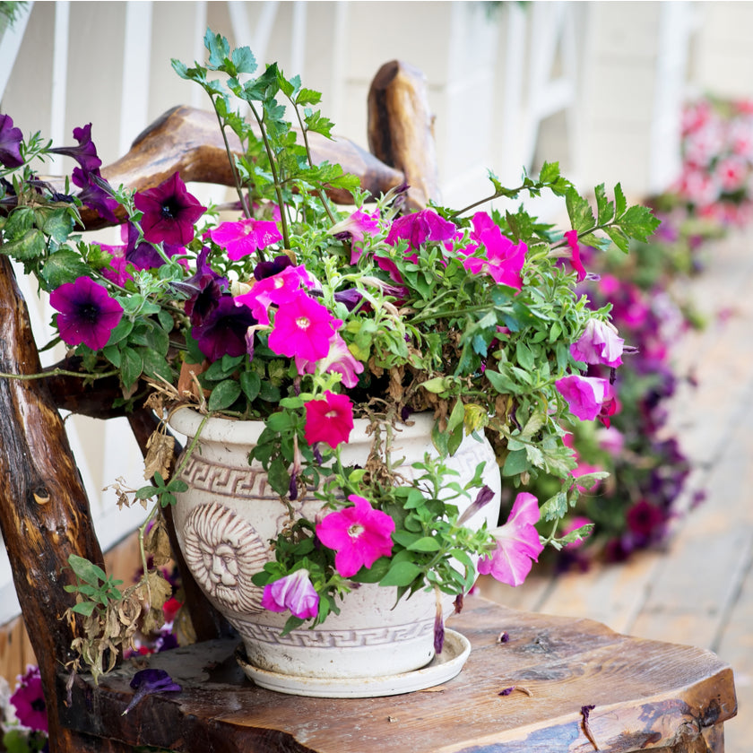 Vancouver Same Day Flower Delivery - Vancouver Flower Gifts